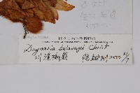 川滇槲蕨藏品圖，第2張