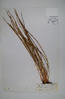 二條線蕨藏品圖，第1張