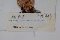 二條線蕨藏品圖，第2張