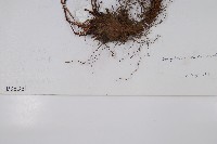 尖齒鱗毛蕨藏品圖，第2張