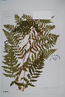 華北鱗毛蕨藏品圖，第1張