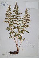 腺鱗毛蕨藏品圖，第1張