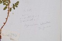 腺鱗毛蕨藏品圖，第2張