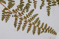 腺鱗毛蕨藏品圖，第3張