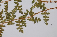 腺鱗毛蕨藏品圖，第4張