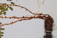 腺鱗毛蕨藏品圖，第5張