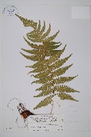 厚葉鱗毛蕨藏品圖，第1張