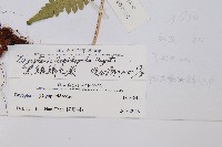 厚葉鱗毛蕨藏品圖，第2張
