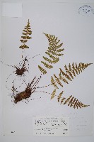 尖齒鱗毛蕨藏品圖，第1張