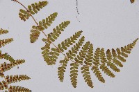 尖齒鱗毛蕨藏品圖，第4張