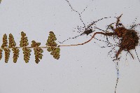 尖齒鱗毛蕨藏品圖，第5張