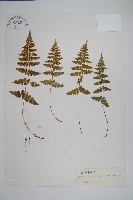 鋸齒葉鱗毛蕨藏品圖，第1張