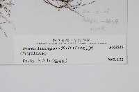 瓦葦藏品圖，第2張