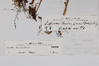 瓦葦藏品圖，第2張