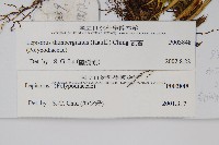 瓦葦藏品圖，第2張