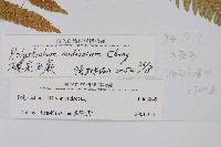 裸果耳蕨藏品圖，第2張