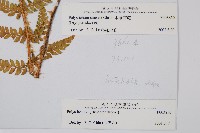 福山氏耳蕨藏品圖，第2張