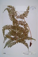 毛翼蹄蓋蕨藏品圖，第1張