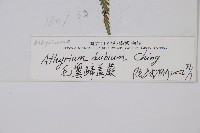 毛翼蹄蓋蕨藏品圖，第5張