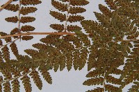 毛翼蹄蓋蕨藏品圖，第6張