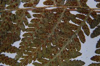 毛翼蹄蓋蕨藏品圖，第7張