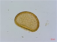 毛翼蹄蓋蕨藏品圖，第3張