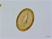 毛翼蹄蓋蕨藏品圖，第4張