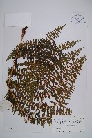 川滇蹄蓋蕨藏品圖，第1張