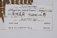 川滇蹄蓋蕨藏品圖，第5張