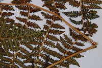 川滇蹄蓋蕨藏品圖，第6張