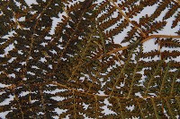 川滇蹄蓋蕨藏品圖，第7張