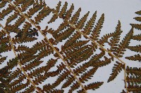 川滇蹄蓋蕨藏品圖，第8張