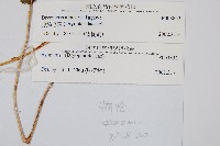 腺鱗毛蕨藏品圖，第2張