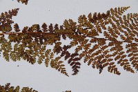 腺鱗毛蕨藏品圖，第4張