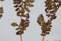 腺鱗毛蕨藏品圖，第5張