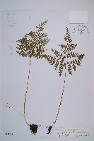 高山冷蕨藏品圖，第1張