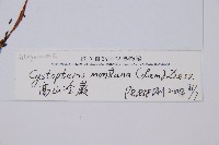 高山冷蕨藏品圖，第2張