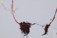 高山冷蕨藏品圖，第3張