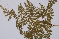 高山冷蕨藏品圖，第4張