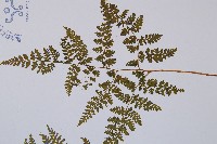 高山冷蕨藏品圖，第5張