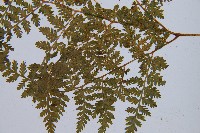 高山冷蕨藏品圖，第6張