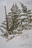 假冷蕨藏品圖，第1張