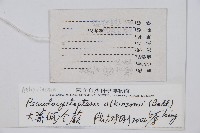 假冷蕨藏品圖，第2張