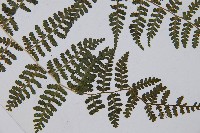 假冷蕨藏品圖，第3張