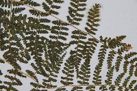 假冷蕨藏品圖，第4張