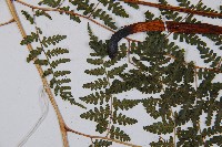 假冷蕨藏品圖，第5張