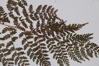 登錄號:P003856藏品圖，第4張