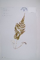 膜葉冷蕨藏品圖，第1張