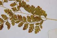 膜葉冷蕨藏品圖，第4張