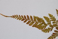 膜葉冷蕨藏品圖，第5張